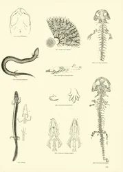 Page from The Pictorial Museum of Animated Nature