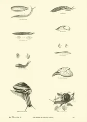 Page from The Pictorial Museum of Animated Nature
