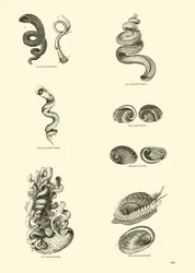 Page from The Pictorial Museum of Animated Nature