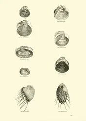 Page from The Pictorial Museum of Animated Nature