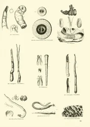 Page from The Pictorial Museum of Animated Nature