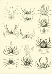 Page from The Pictorial Museum of Animated Nature