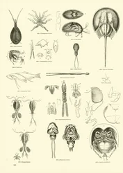 Page from The Pictorial Museum of Animated Nature