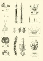 Page from The Pictorial Museum of Animated Nature