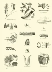 Page from The Pictorial Museum of Animated Nature
