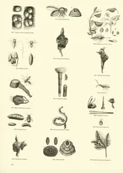 Page from The Pictorial Museum of Animated Nature