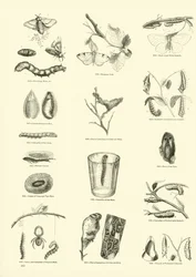 Page from The Pictorial Museum of Animated Nature