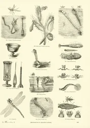 Page from The Pictorial Museum of Animated Nature