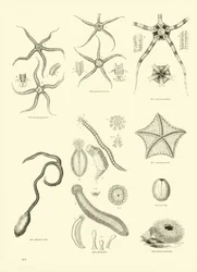 Page from The Pictorial Museum of Animated Nature