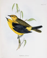 Pair of Xanthornus Flaviceps, illustration from The Zoology of the Voyage of H.M.S. Beagle, 1832-36 by Charles Darwin, 1840