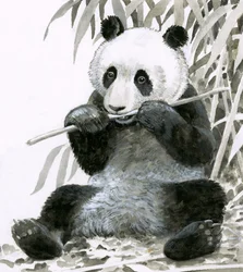 Panda chewing bamboo