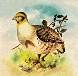 Partridge
