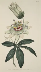 Passiflora Coerulea (Common Passion Flower), from The Botanical Magazine or Flower Garden Displayed, pub. 1786