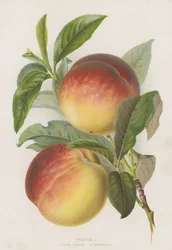 Peaches