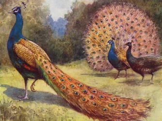 Peacocks