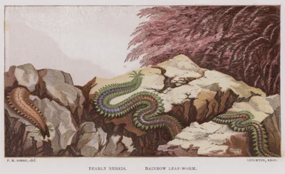 Pearly Nereis, Rainbow Leaf-Worm