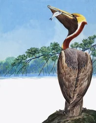 Pelican