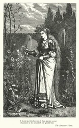 Percy Bysshe Shelley: Illustration for The Sensitive Plant