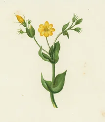 Perfoliate Yellow Wort, Chlora Perfoliata