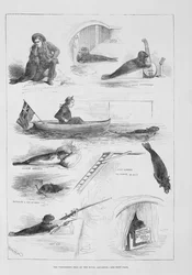 Performing Seal at the Royal Aquarium