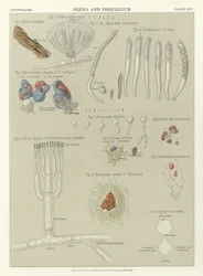 Peziza and Penicillium