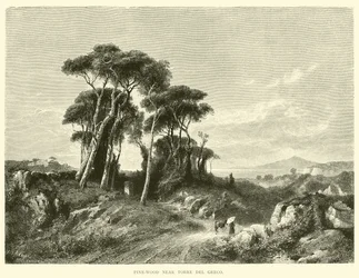Pine-wood near Torre del Greco