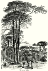 Pine Forest near Ravenna