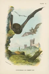 Pipistrelle or Common Bat