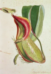 Pitcher Plant: Nepenthes Villosa (insect eating), signed H.K