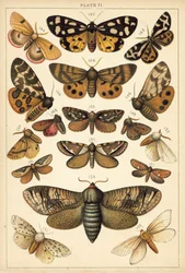 Plate from Our Country