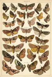 Plate from Our Country