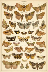 Plate from Our Country