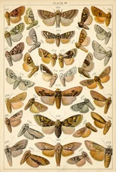 Plate from Our Country