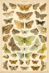 Plate from Our Country