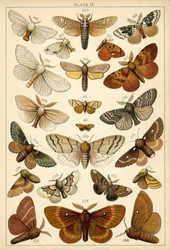 Plate from Our Country