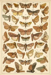 Plate from Our Country