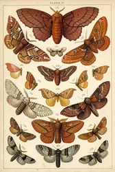 Plate from Our Country