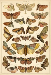 Plate from Our Country