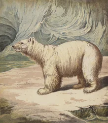 Polar Bear