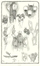 Polyzoa