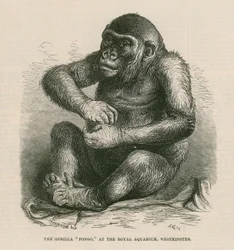Pongo at the Royal Aquarium