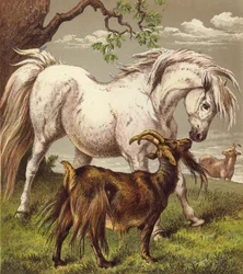 Pony and goats