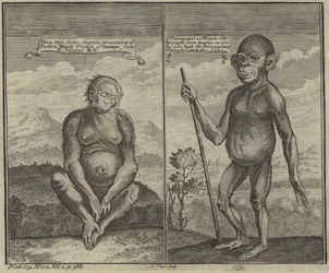 Primates from Angola