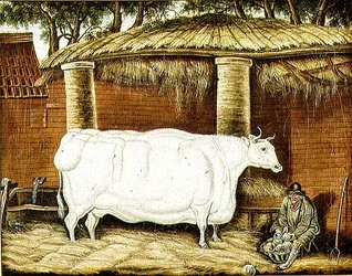 Primitive Ox
