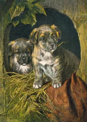 Puppies, first appearance