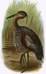 Purple Heron
