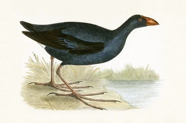 Purple Waterhen, illustration from 