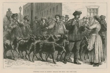 Pyrenean Goats in London