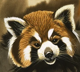 Raccoon