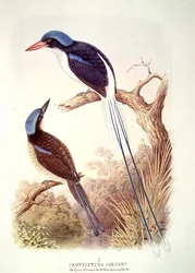 Racquet-tailed Kingfisher, fol. 12, Vol. III, from 